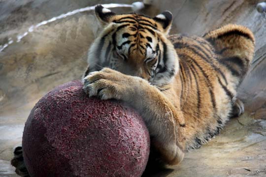 animals zoo gallery