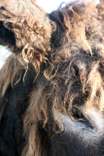 dk_donkey_ eye_1