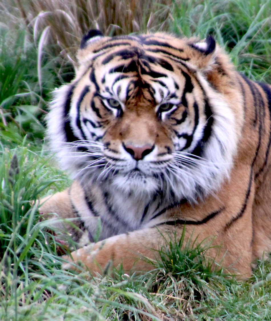New Zealand tiger