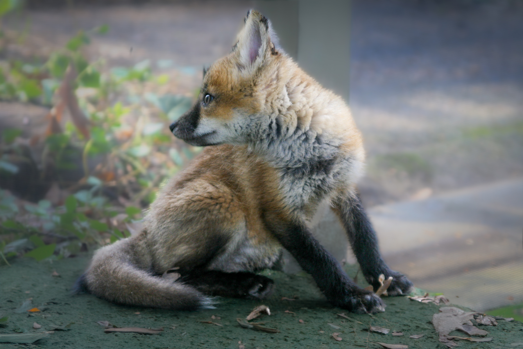 fox kit
