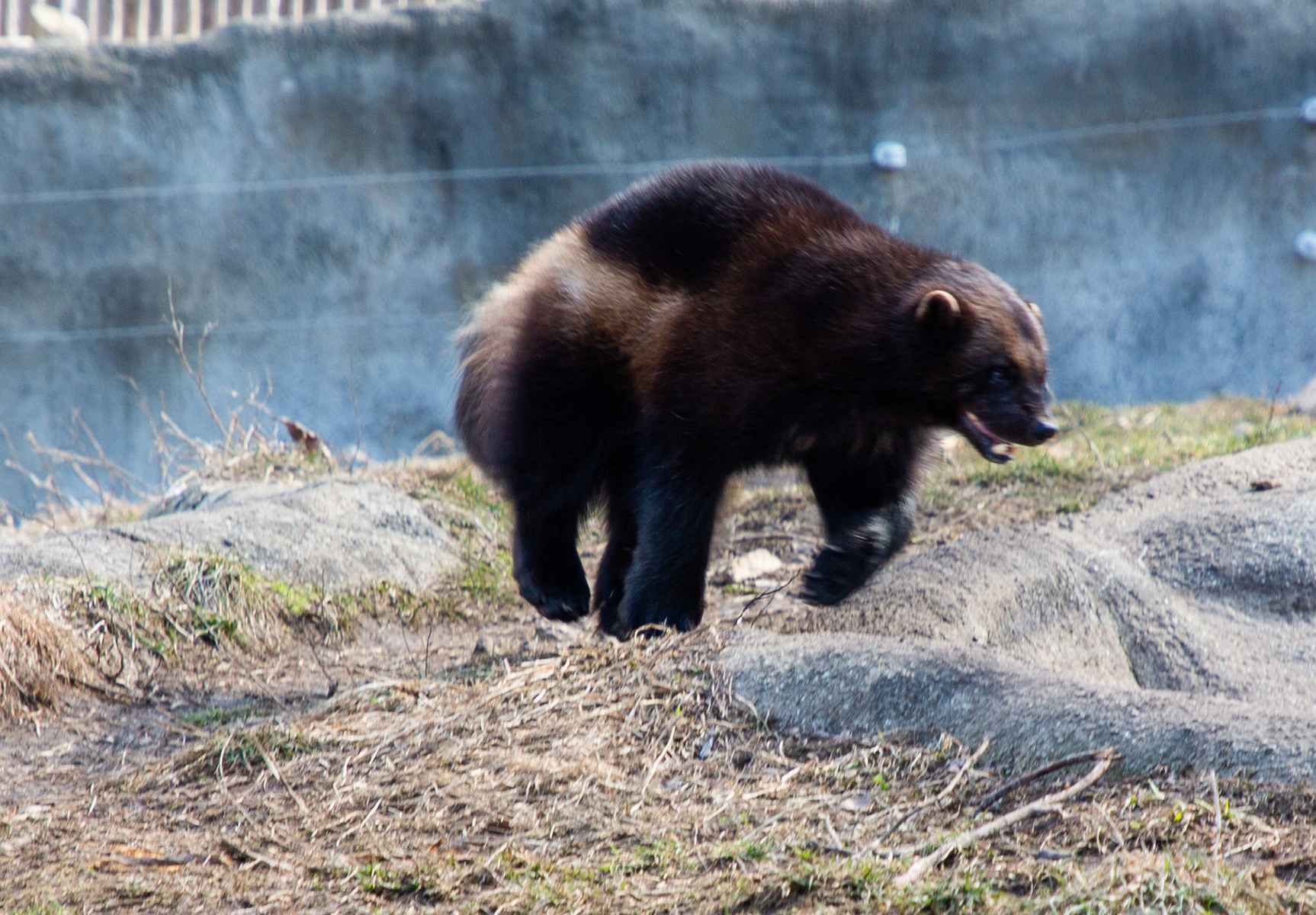 wolverine lope_143