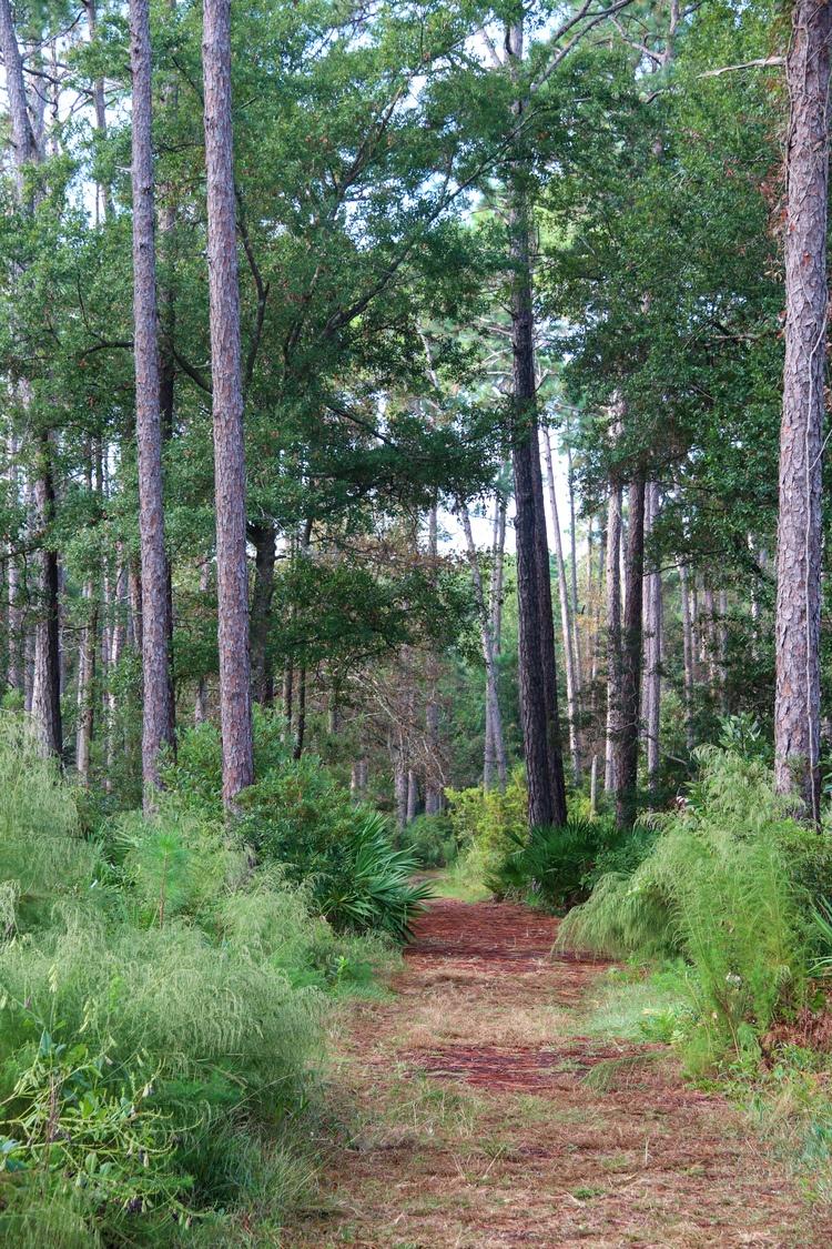 bird santuary pathway