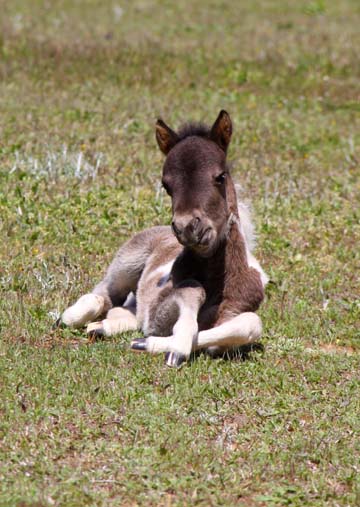 Ho_new baby_ 098.