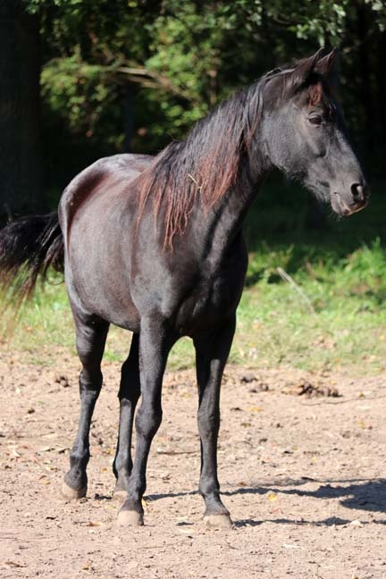 black beauty