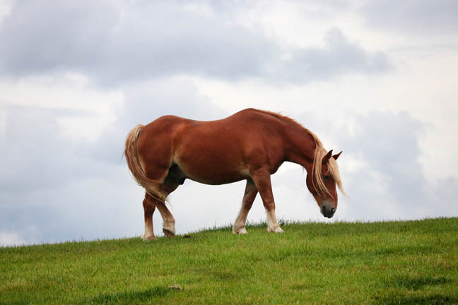 horse on a hill