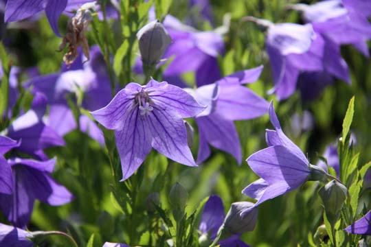 bpu_balloonflowers_145