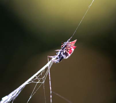 3_in_Spider6009