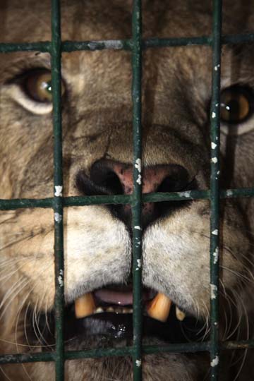 animals zoo gallery
