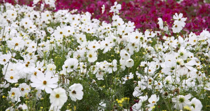 mx_Field of flowers II_105