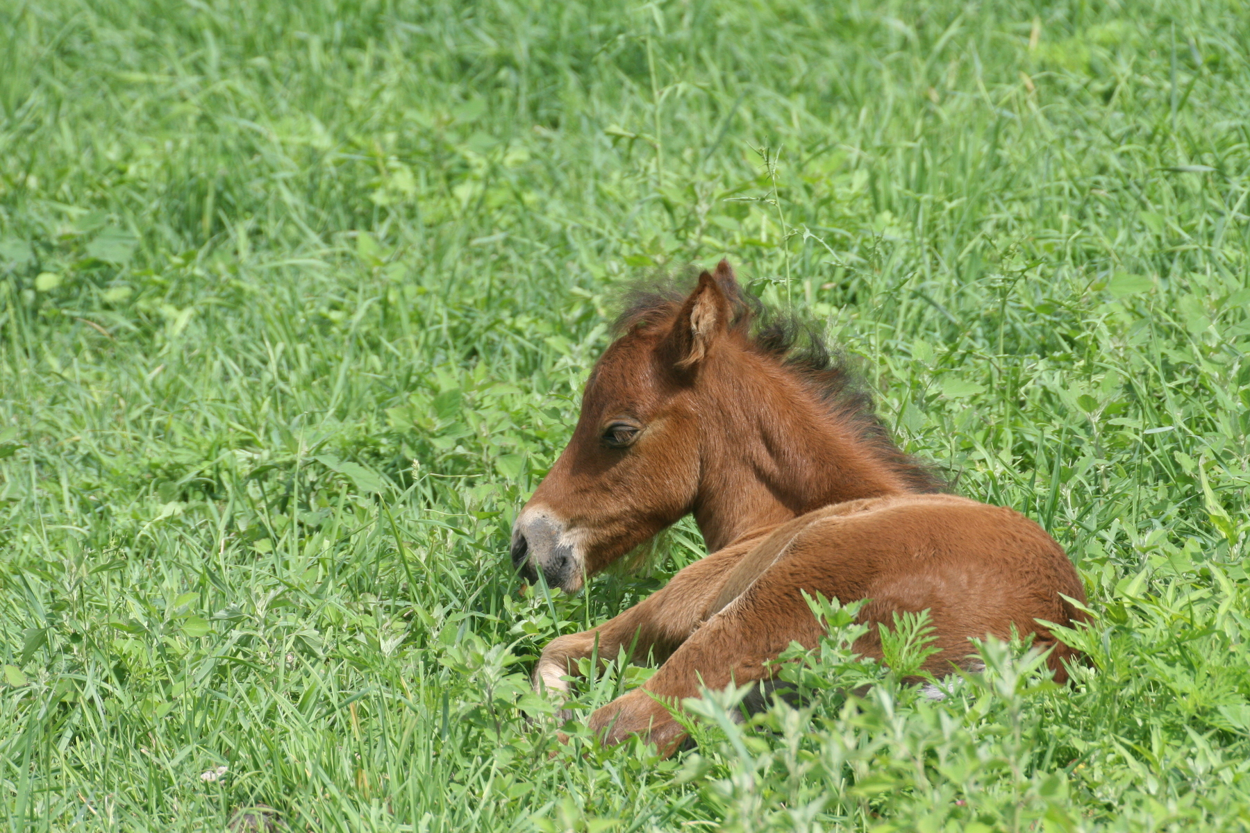 Baby resting