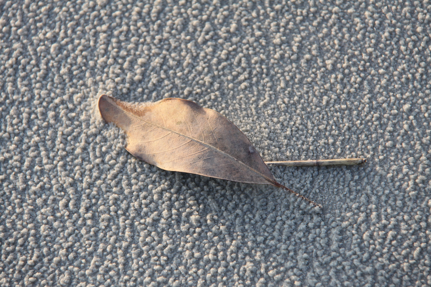leaf after a storm
