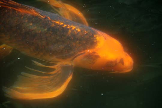 3_fi_koi_ 131