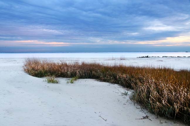 winter marsh grass_008