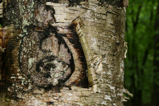 wh_Birchtree_052