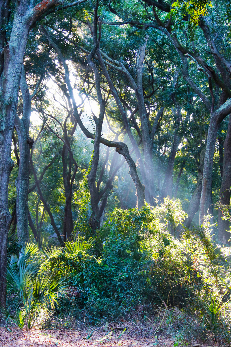 heaven shines through