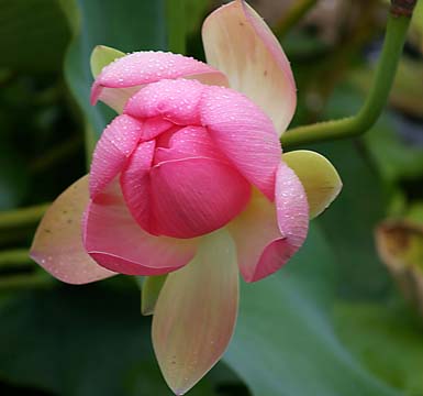 pin_The Pink Lotus square