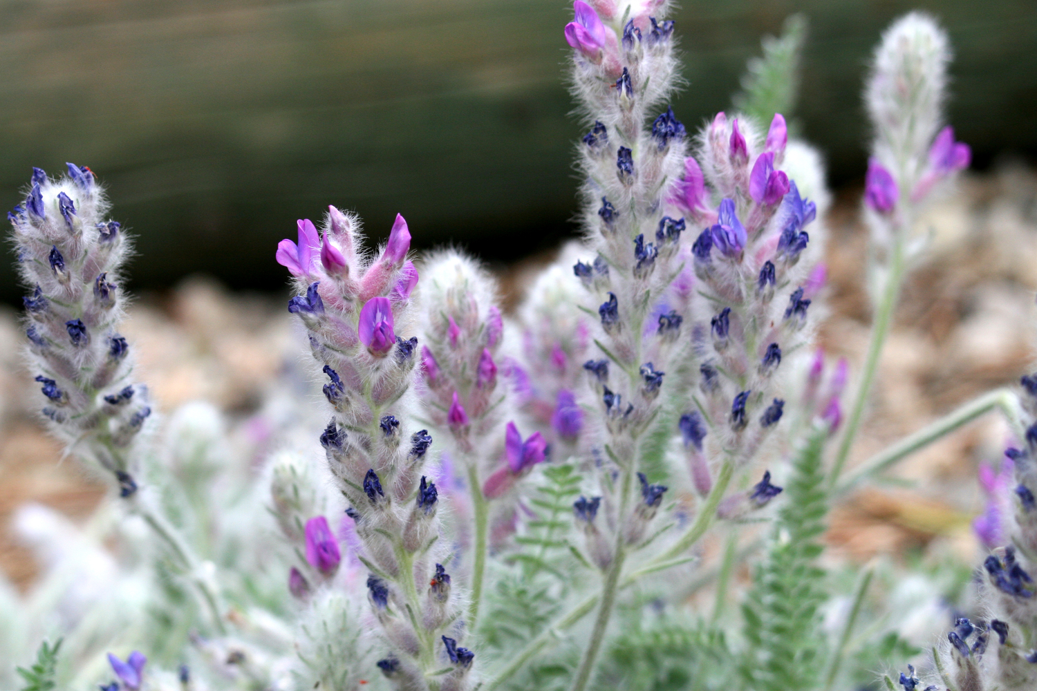 cliff flowers