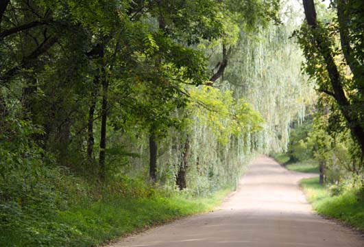 mi_Willow way_0412