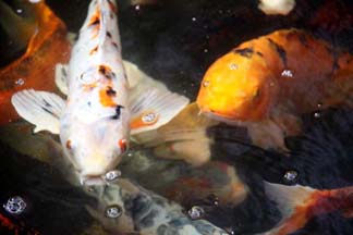 koi_74