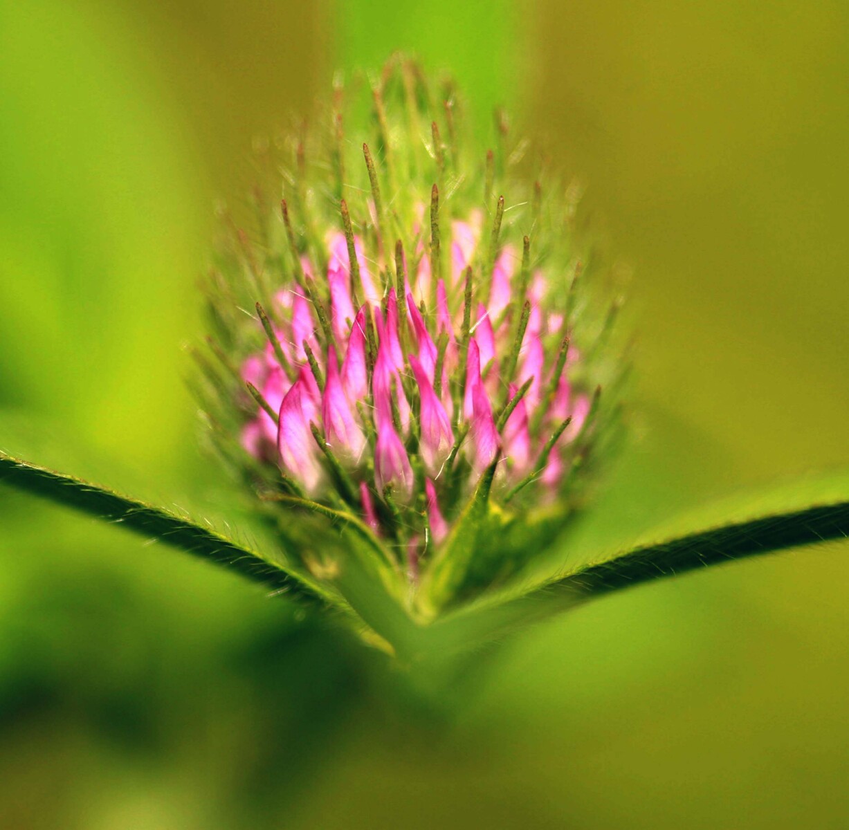 sweet clover