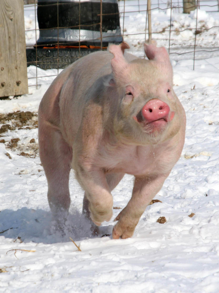 When pigs almost fly