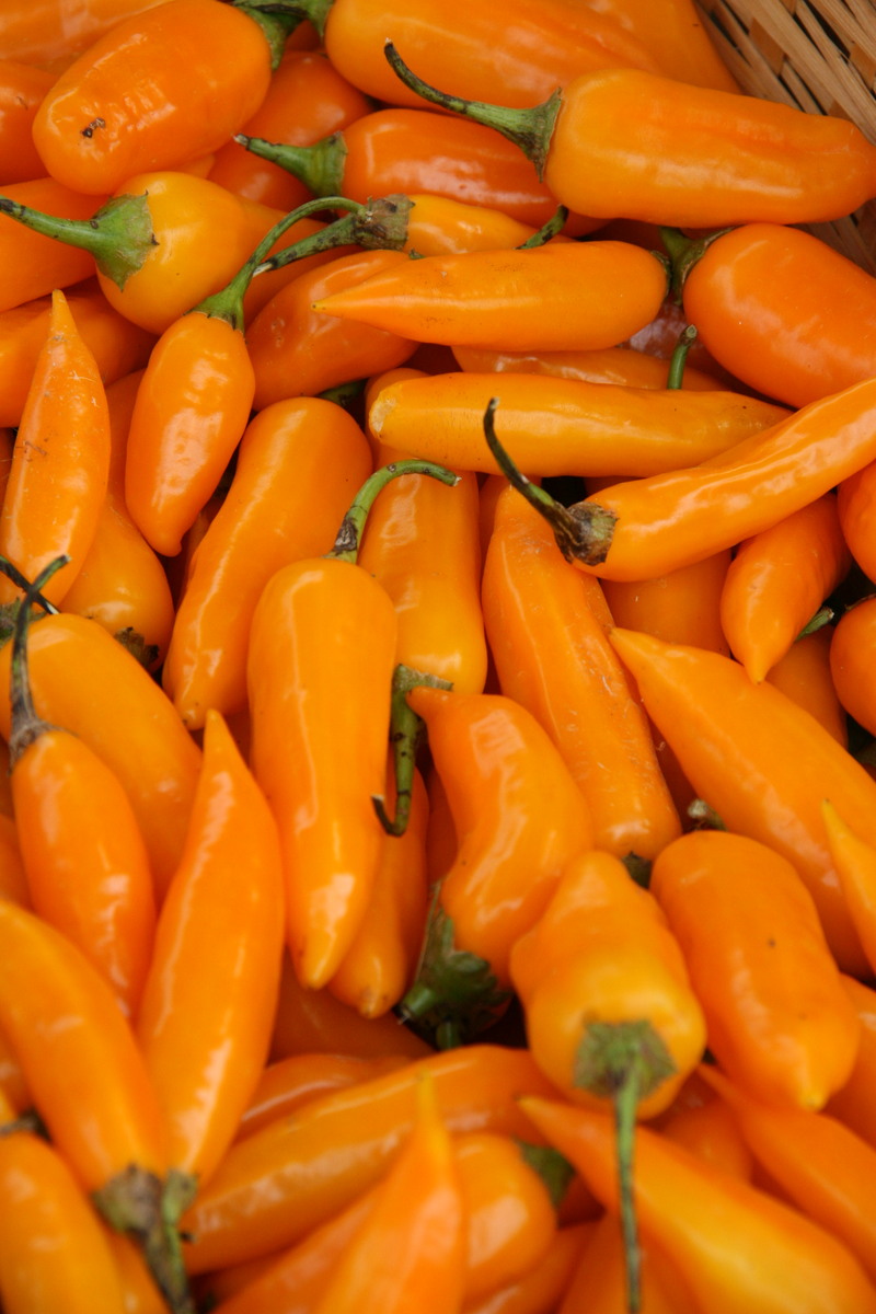 Orange peppers