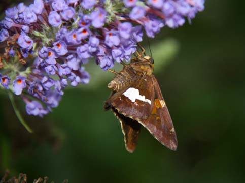 3_in_Moth 076