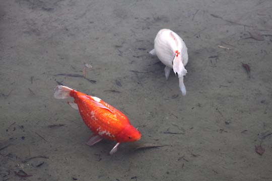 3_fi_Fat Fish049