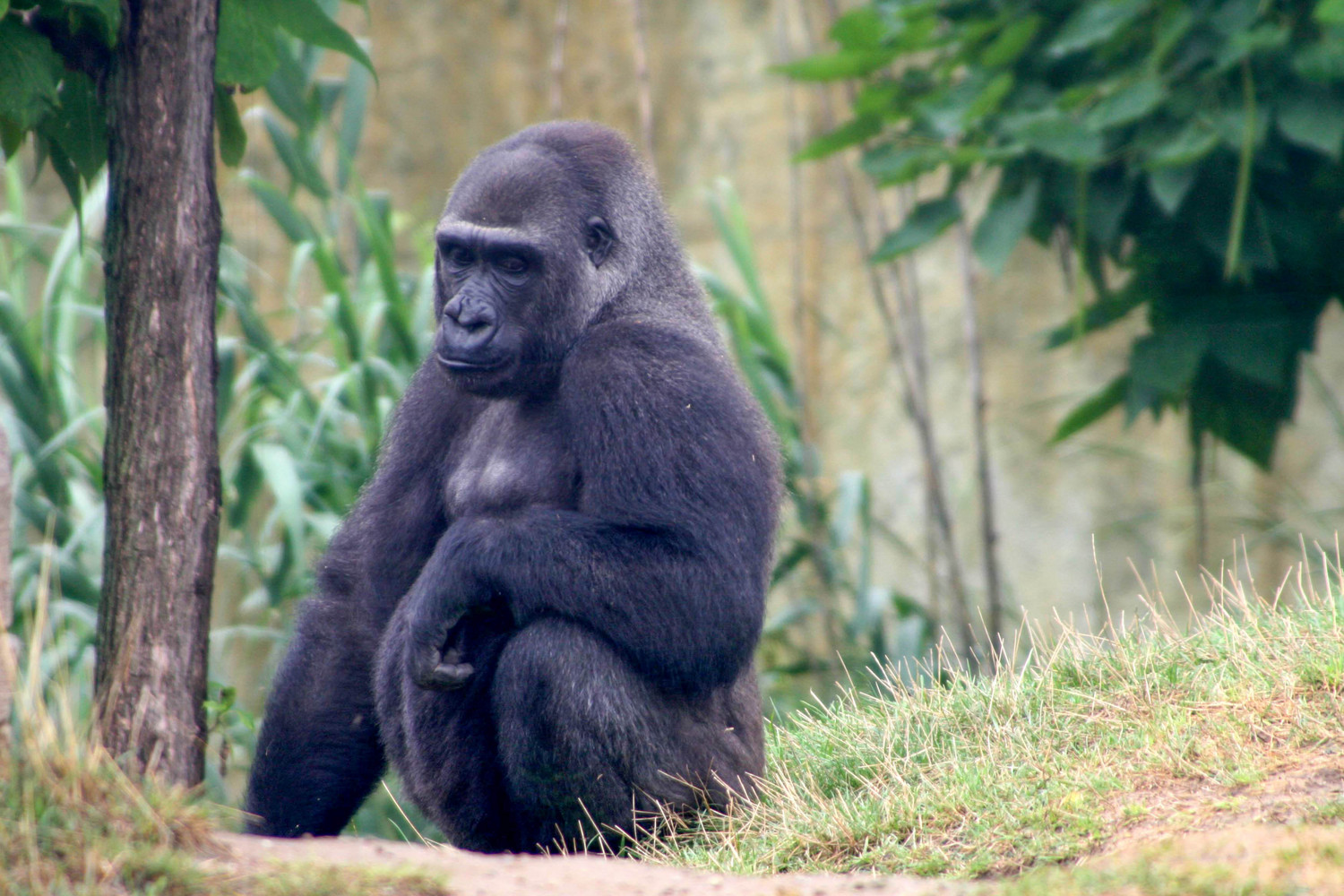 juvinile gorilla