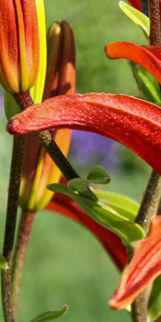 Lily A