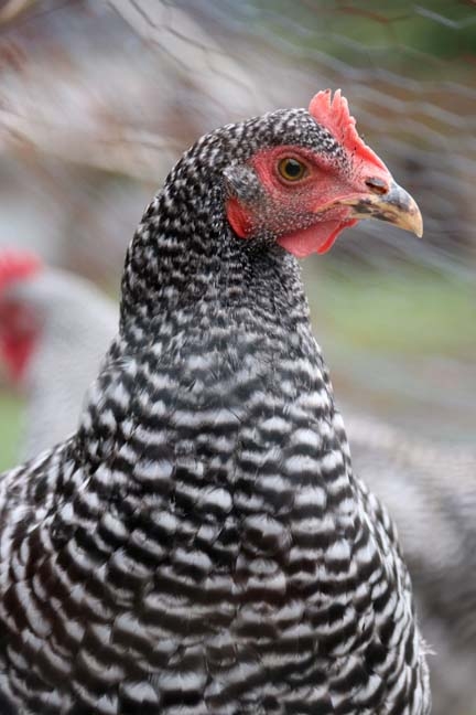henny penny_060