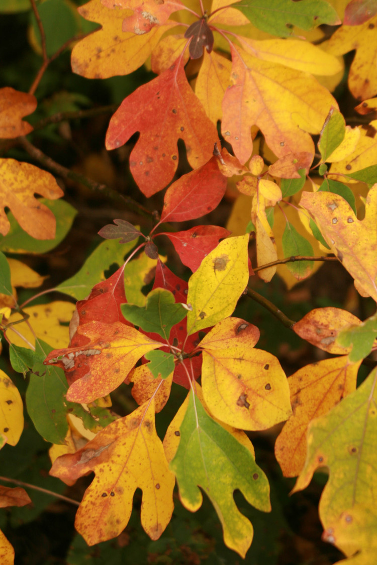 pin oak by lake Michigan