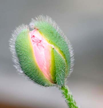 pin_The bud