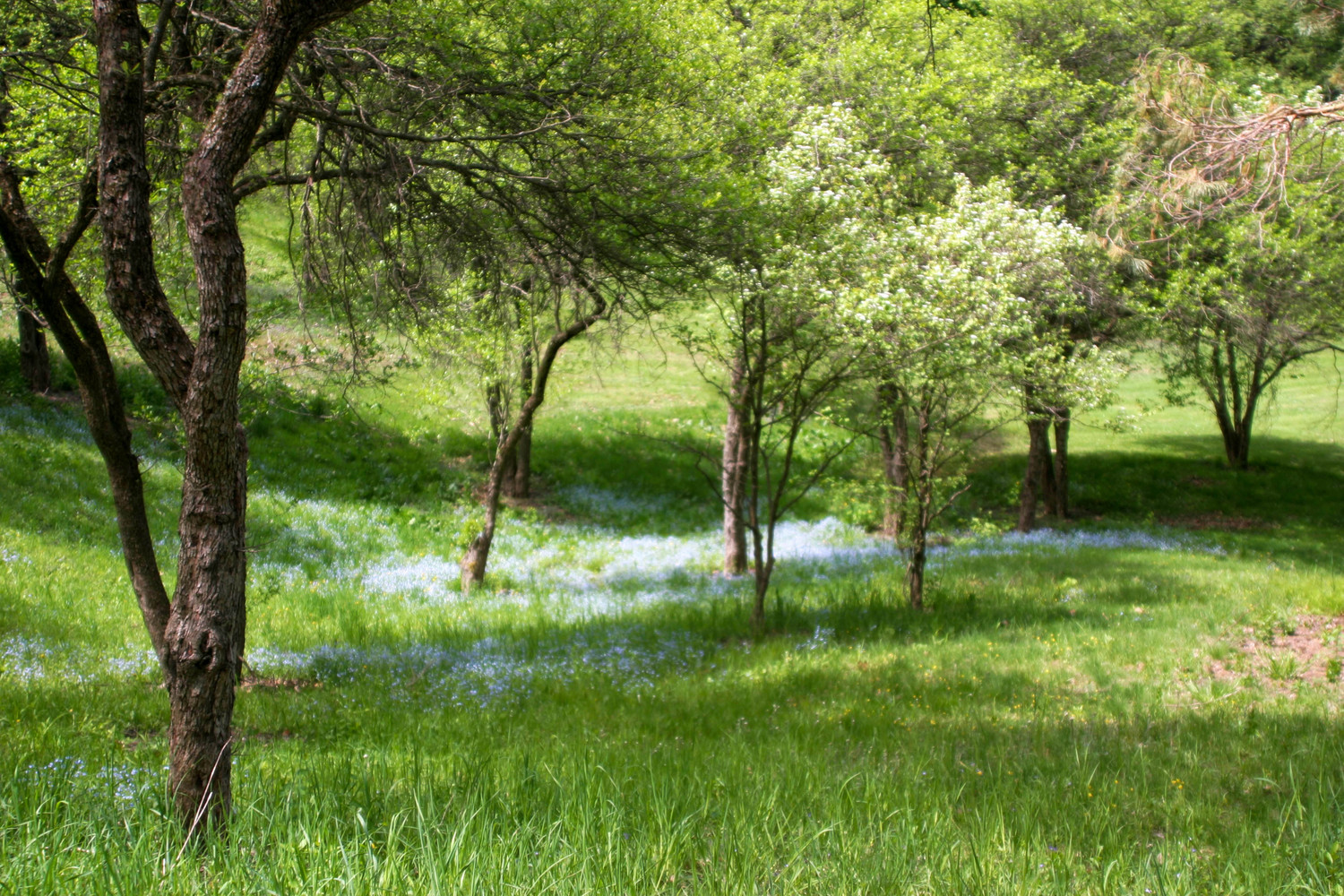 spring in the Arboretum