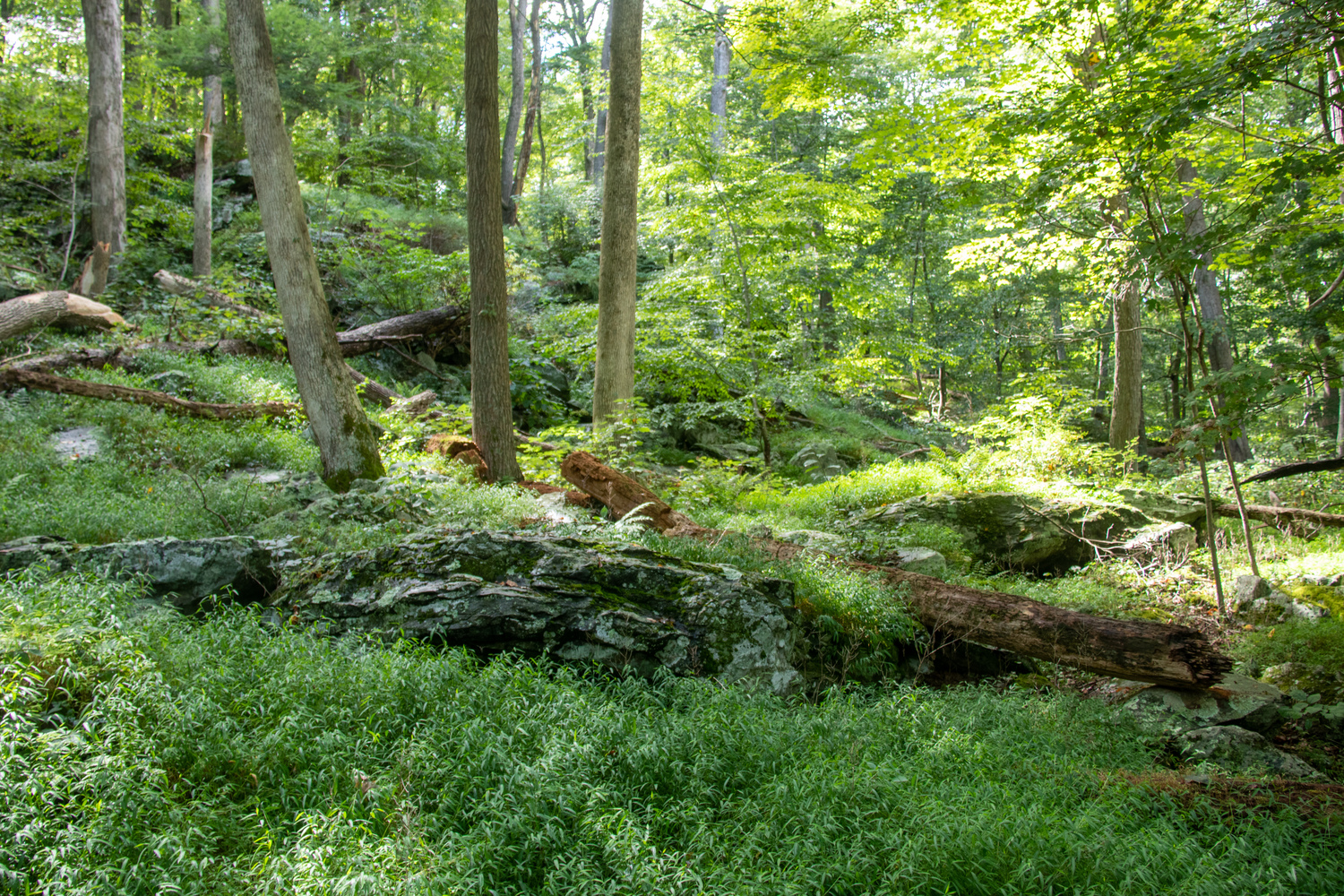 Maryland Woods 3