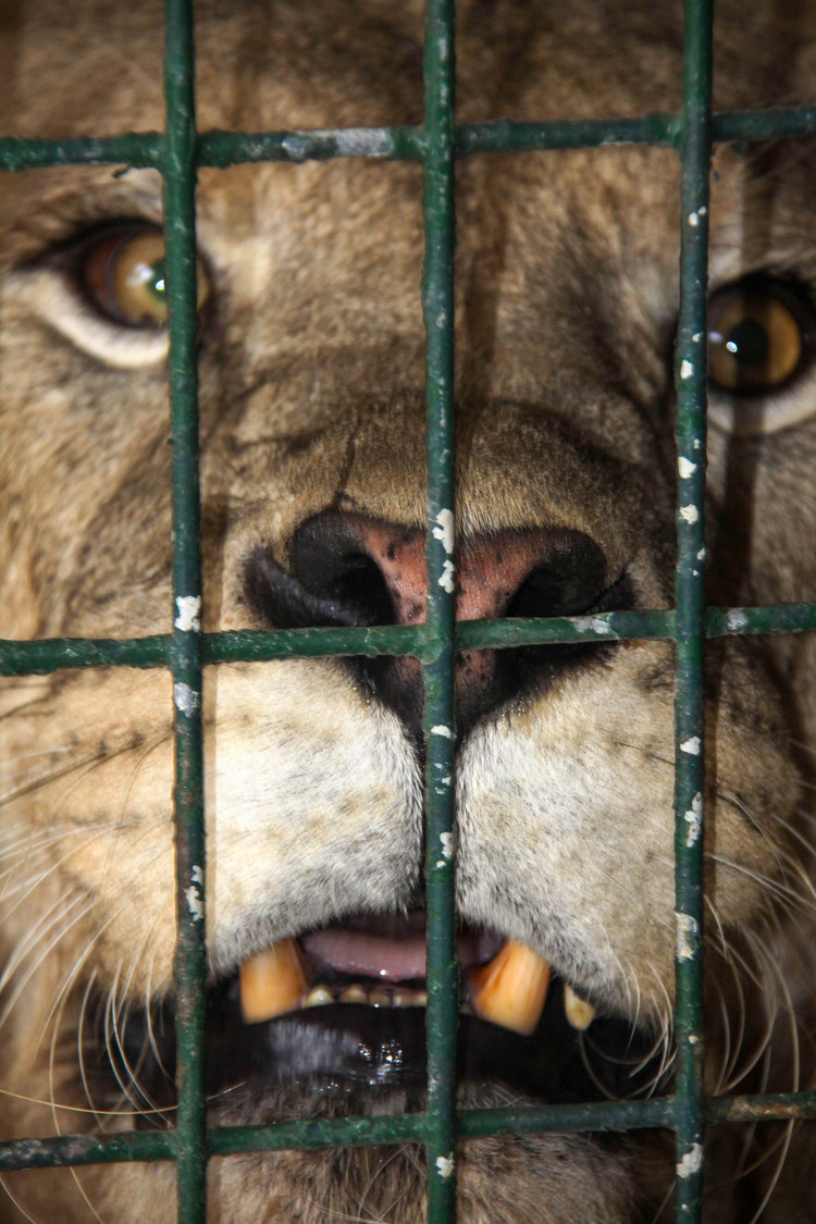 lion in a cage at the cat house