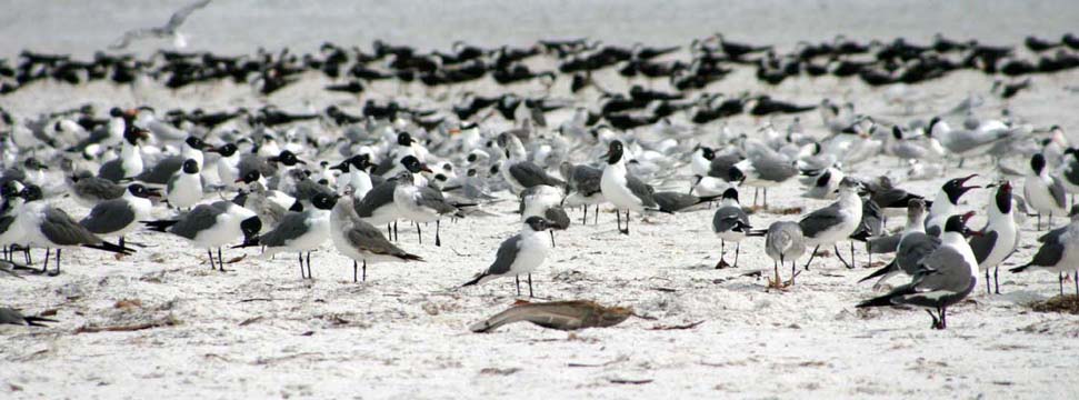3_bi_p_slew_of_seagulls