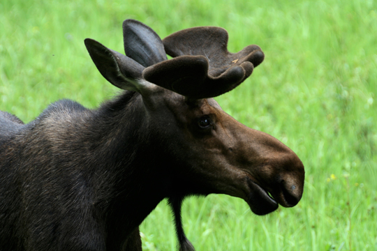 3_de_ young moose but so big_1846