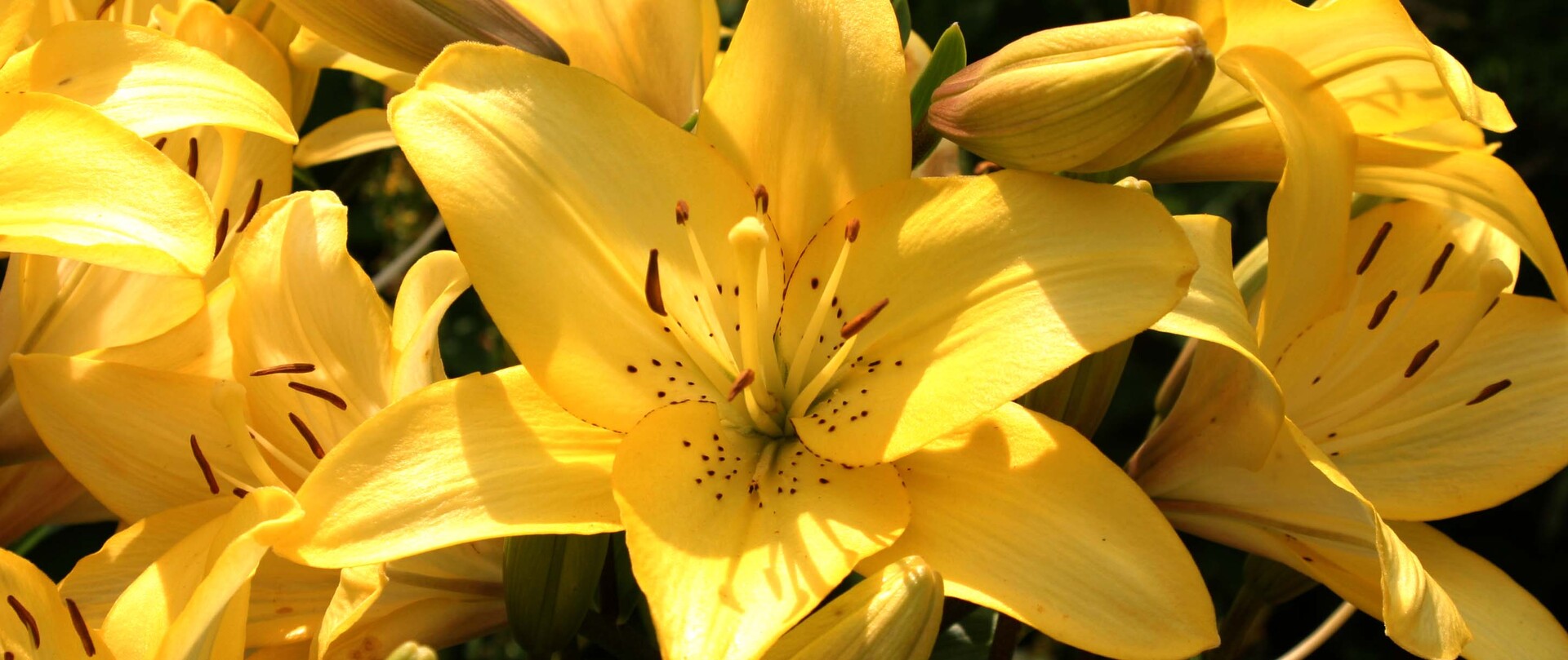 Yellow tiger lilies