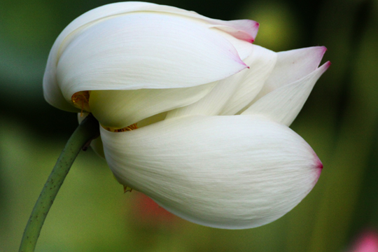 wh_Windblown_ 243