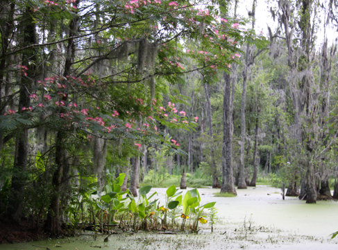 sc_swamp_ 323