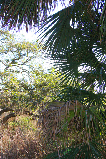 sc_palmfronds_170