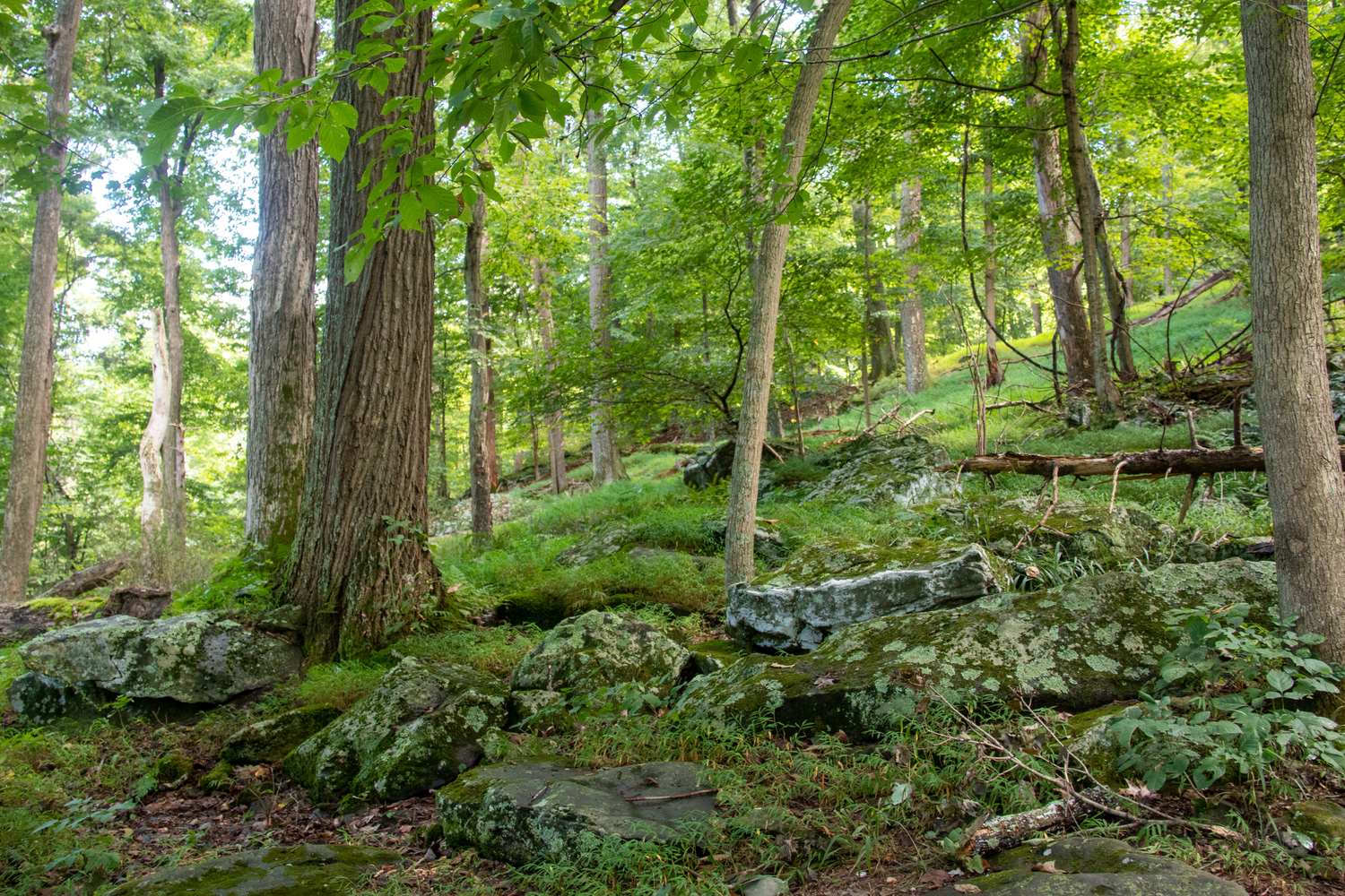 Maryland woods 1