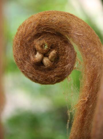 br_the fiddled fern_ 140