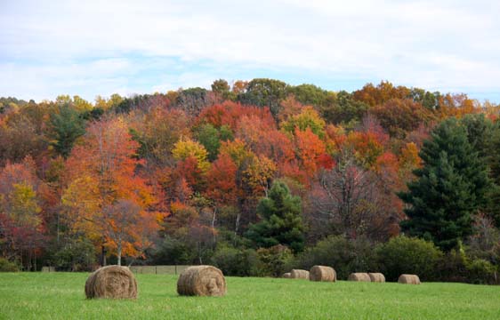 wv_Hayfield in the color_ 101