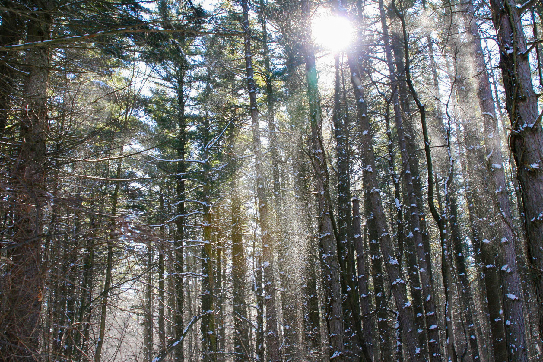 sun peaking thru 2