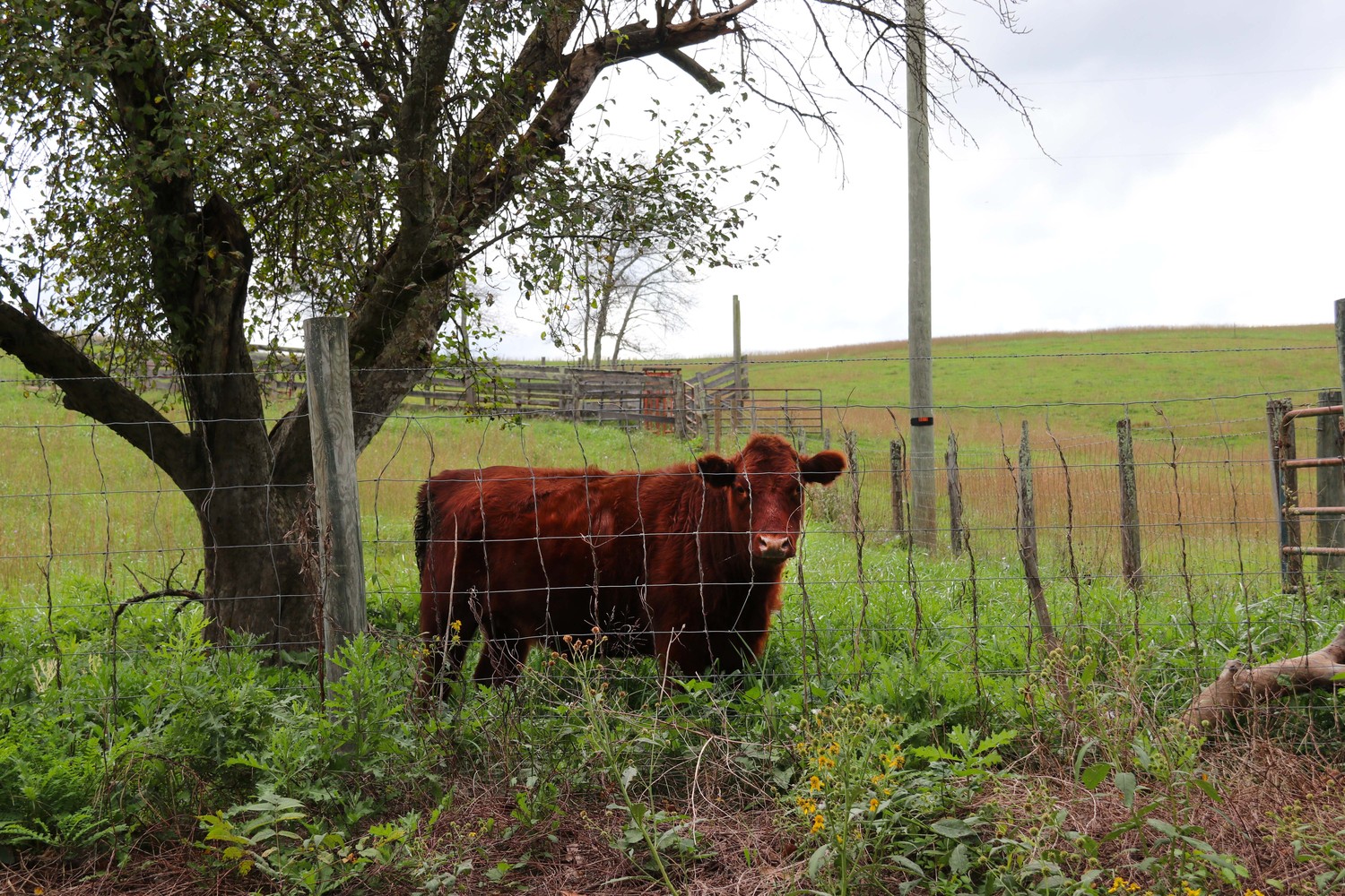 cow in Virginia