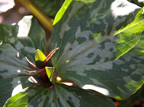 gr_Trillium_103