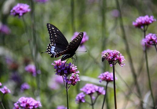 3_in_Butterfly_0088