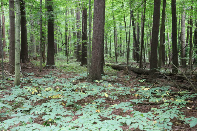 the quiet of the woods